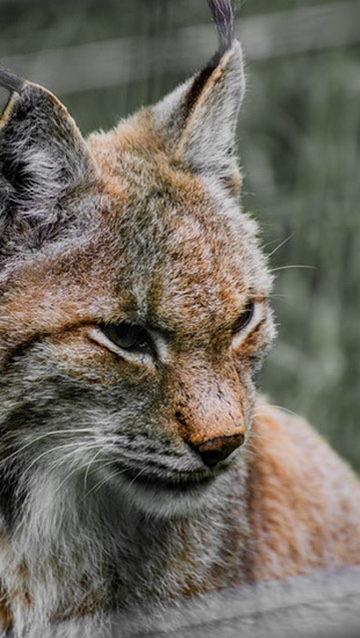 Luchs fotografisch eingefangen