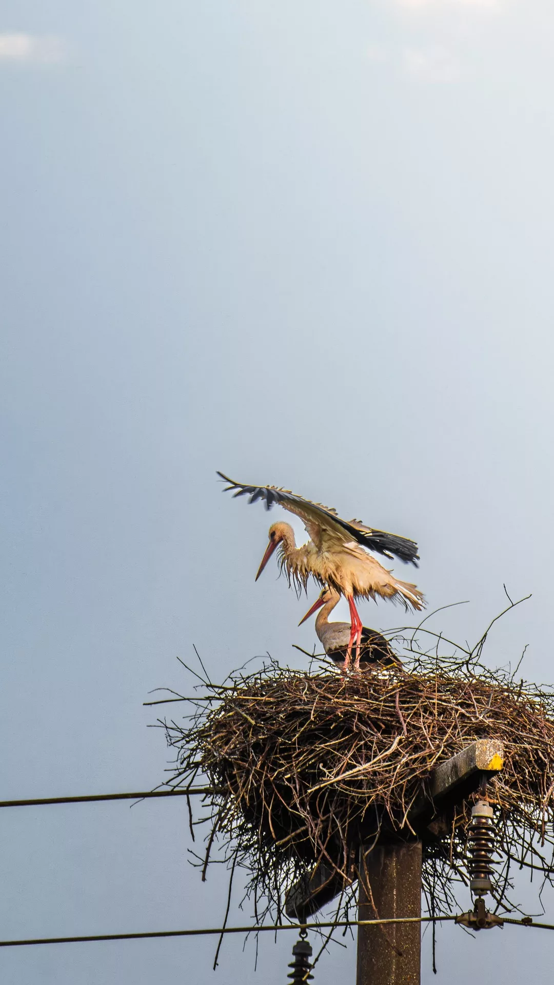Ein Störchen Paar in ihrem Nest