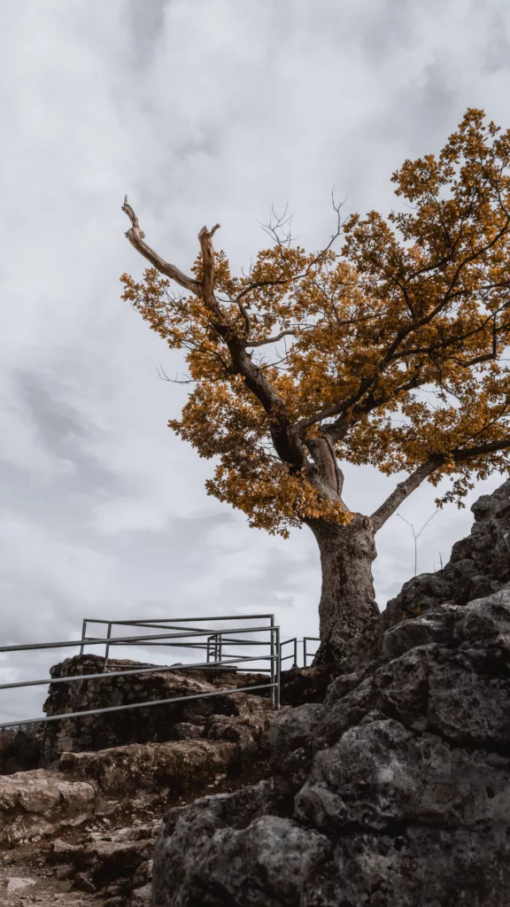 Baum auf der Burg Ruine Neideck bei Streitberg