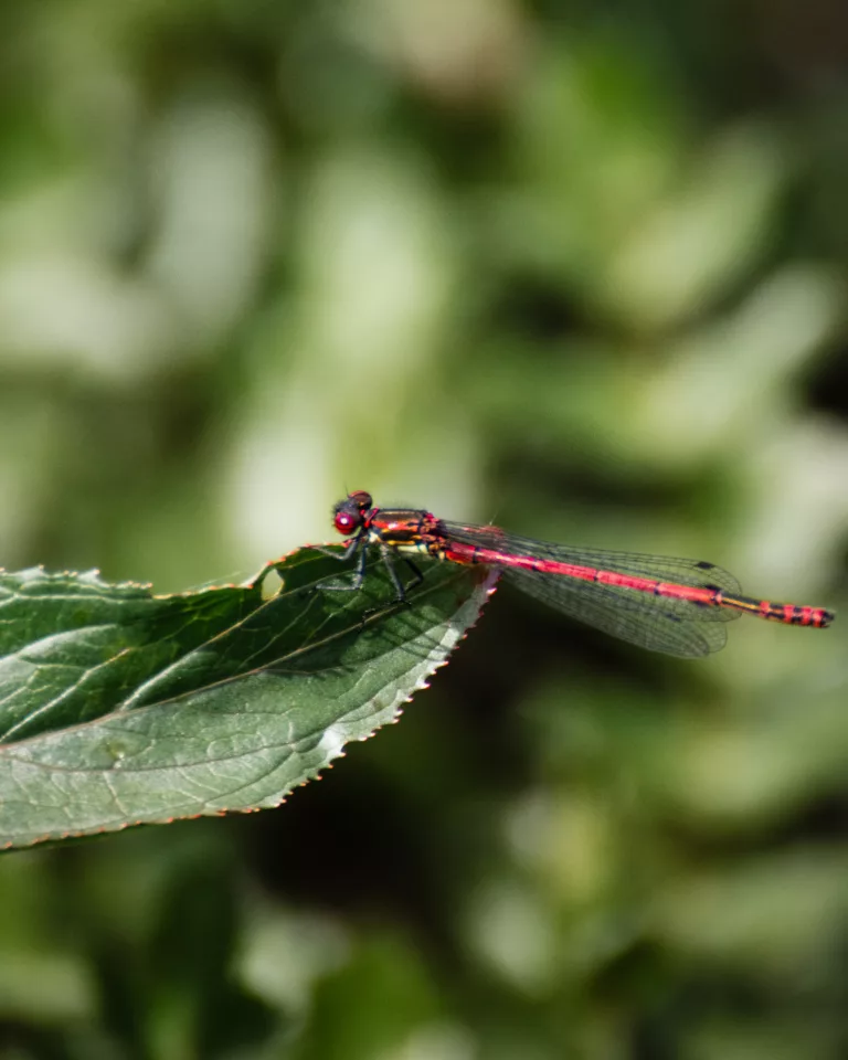 Libelle auf einem Blatt an der Trubach in Egloffstein