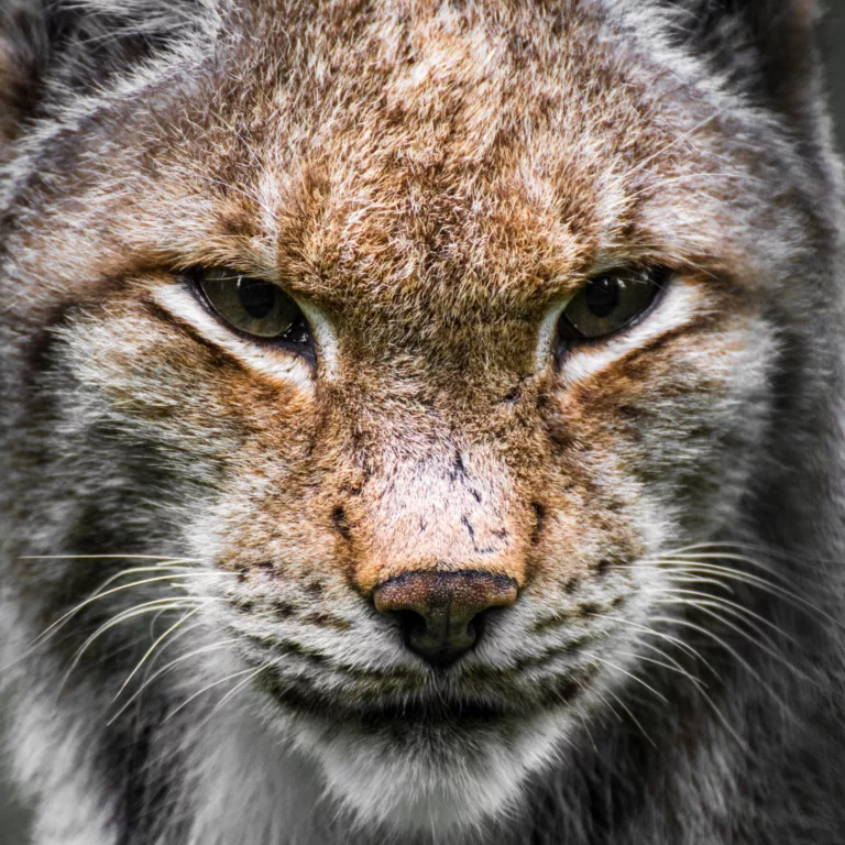 Nahaufnahme eines Luchs im Wildpark Hundshaupten