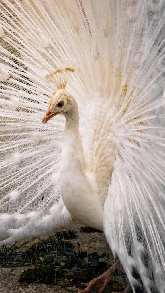 Weißer Pfau zeigt sein Federkleid