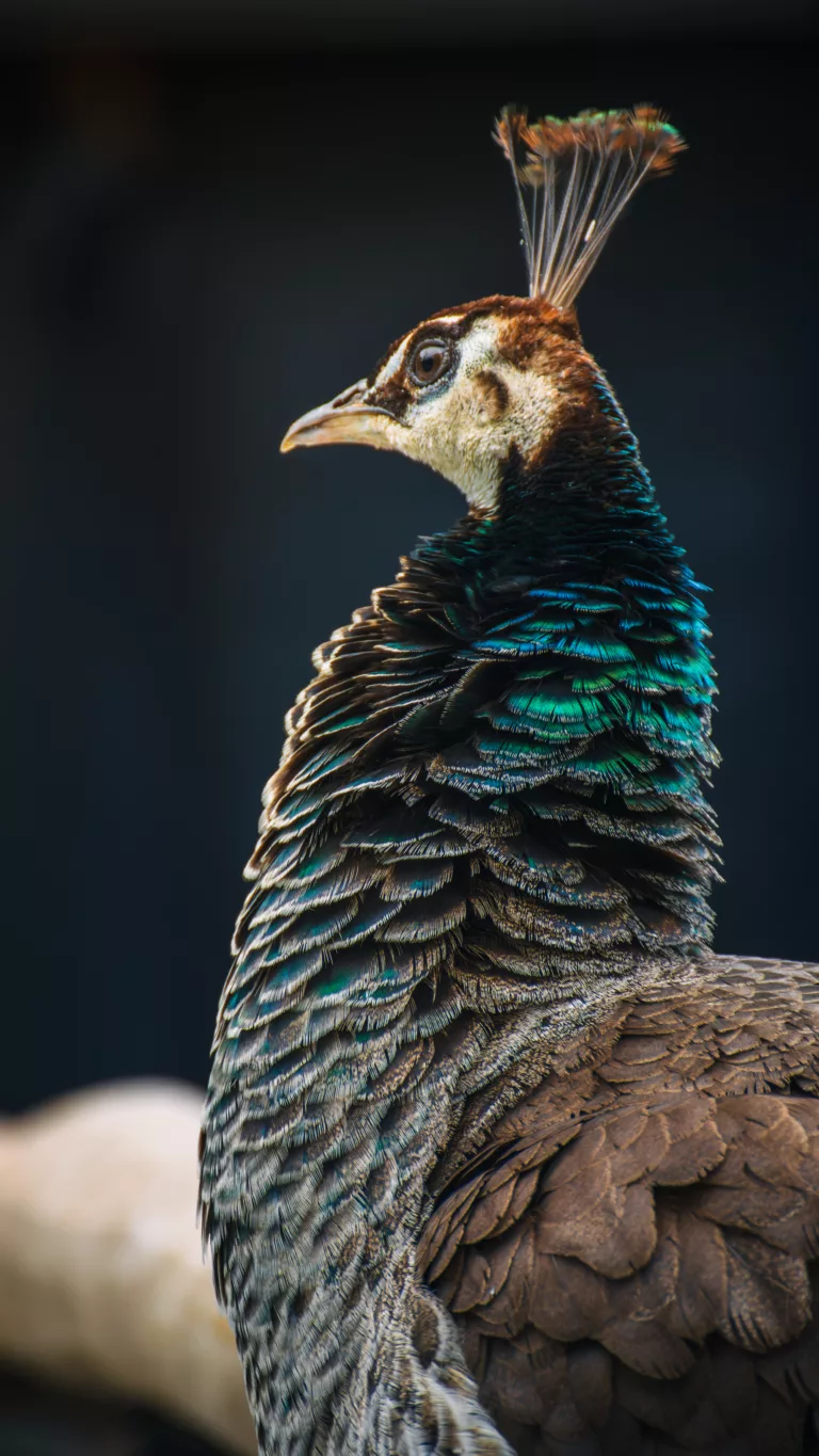 Pfau im Wildpark Hundshaupten