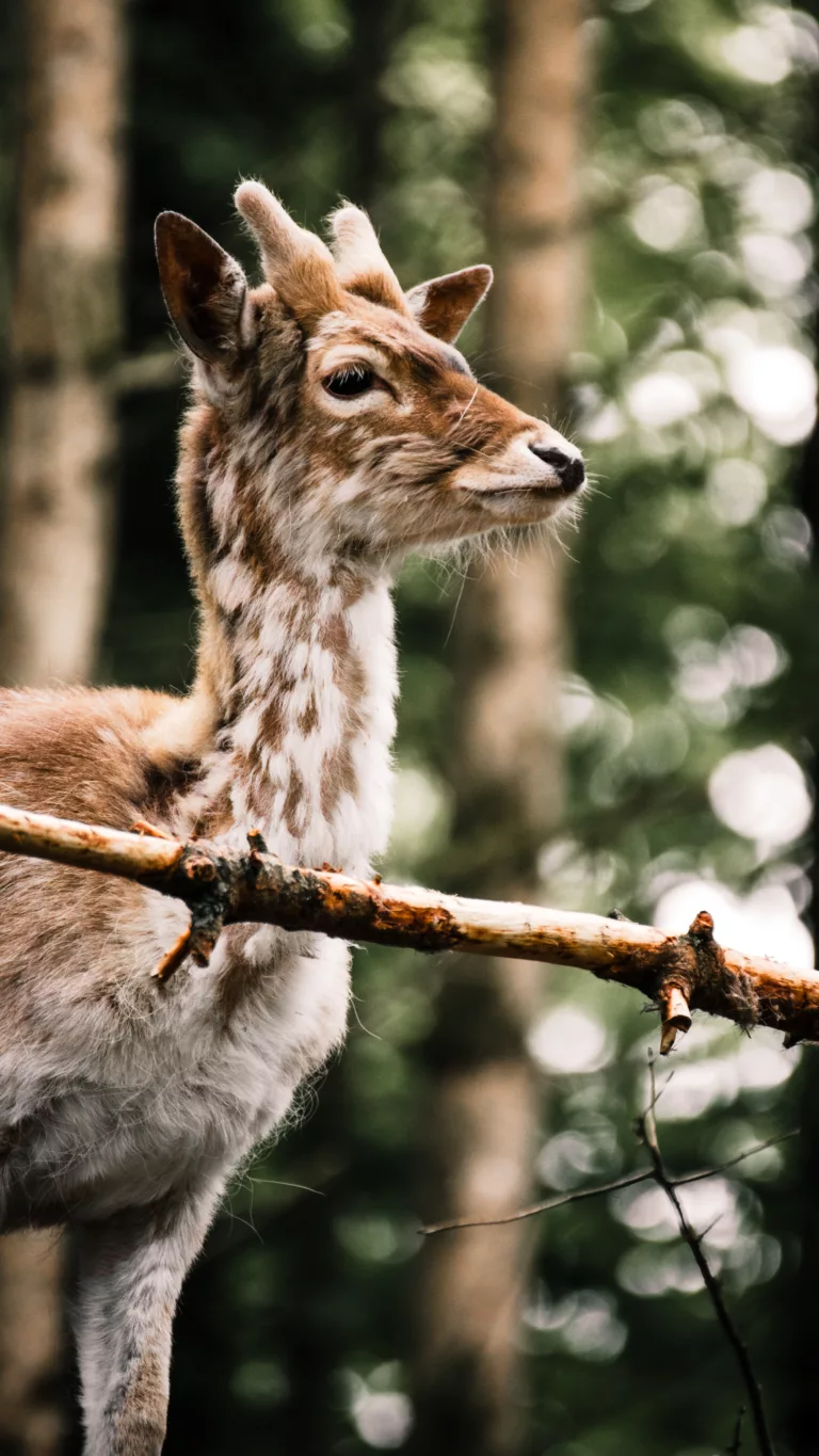 Reh im Wildpark Hundshaupten