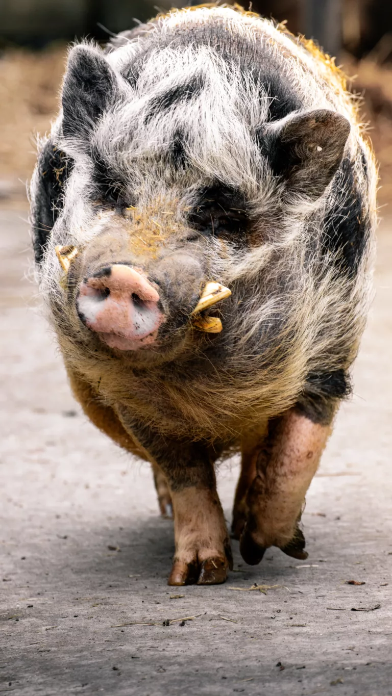 Schwein im Wildpark Hundshaupten