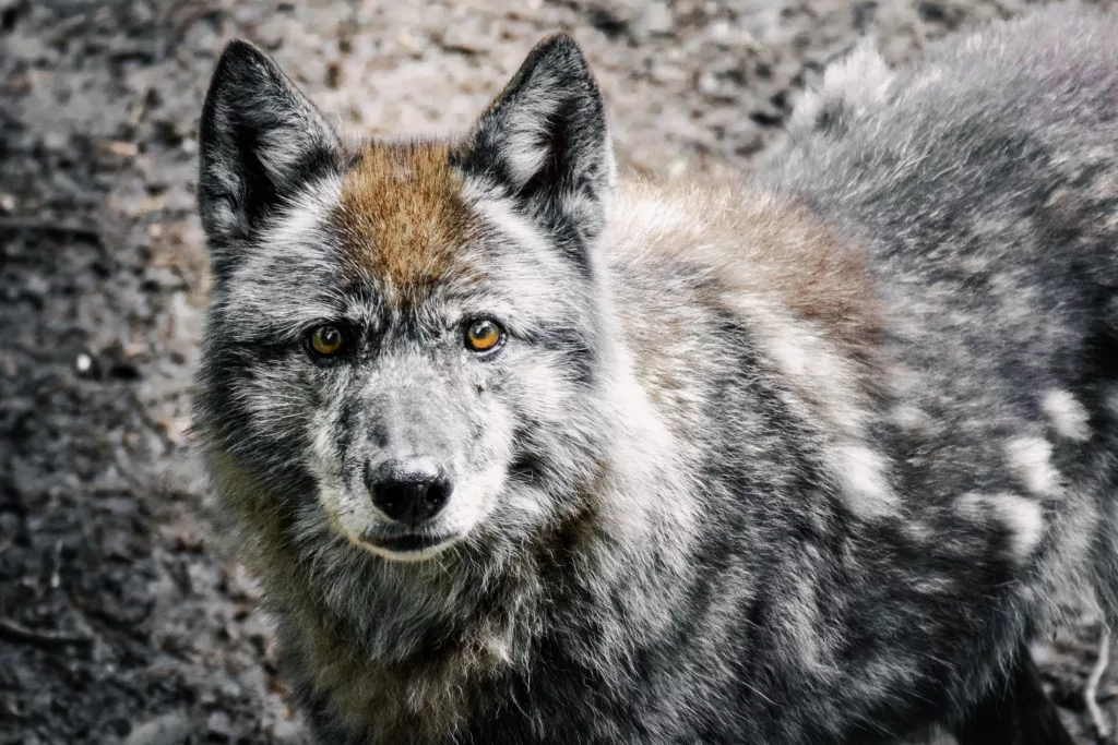 Wolf im Wildpark Hundshaupten