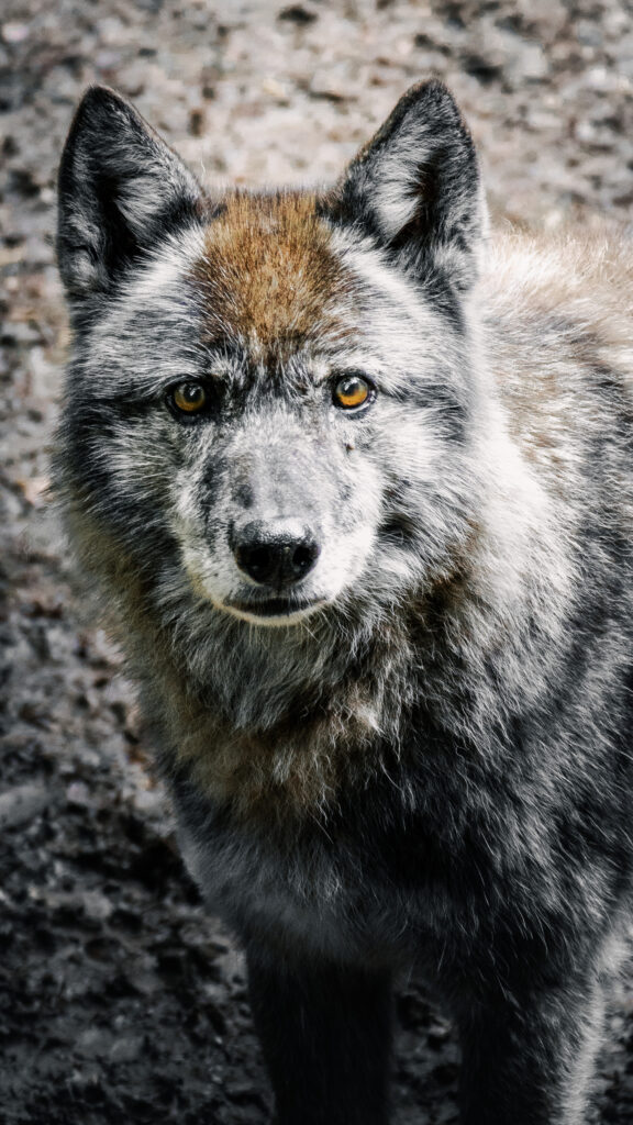 Wolf im Wildpark Hundshaupten