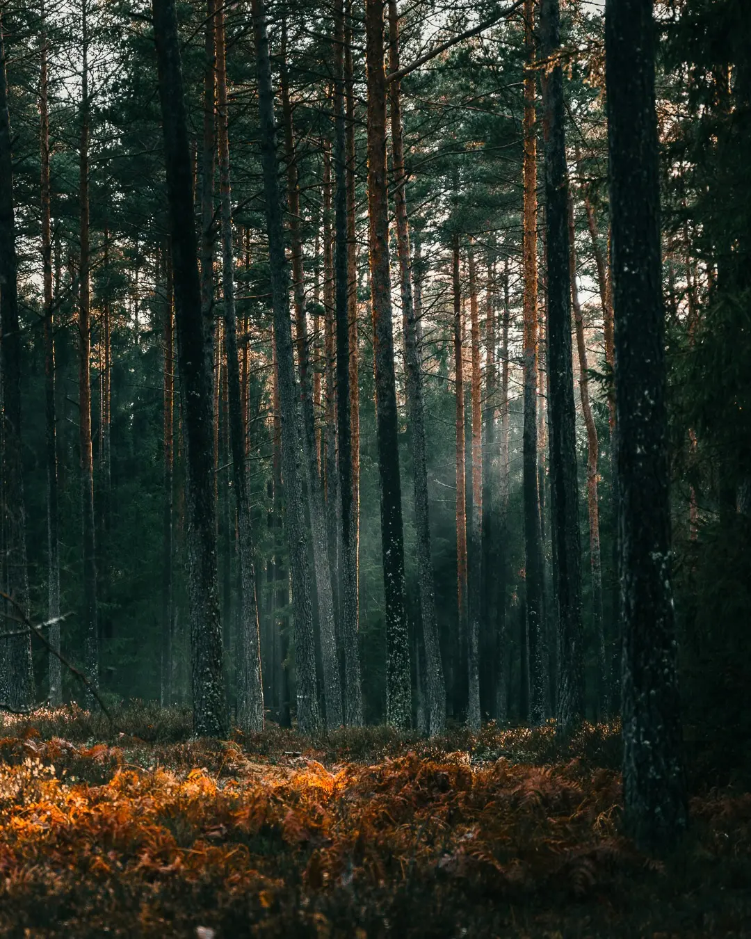 Licht fällt durch die Bäume in den Wald und zaubert eine tolle Stimmung