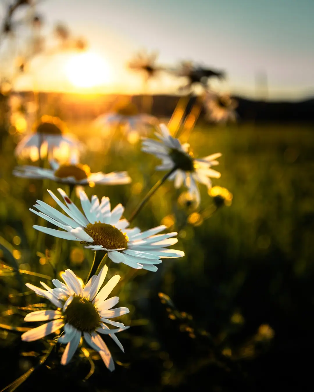Echter Blickfang: Blumen in der Abendsonne zur Goldenen Stunde