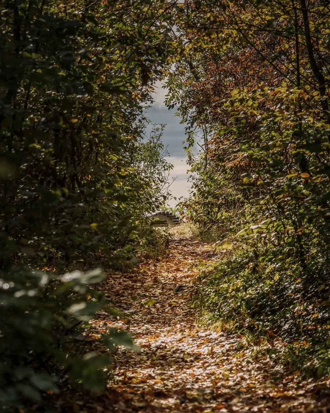 Ein Pfad führt durch den Wald zu einer Lichtung