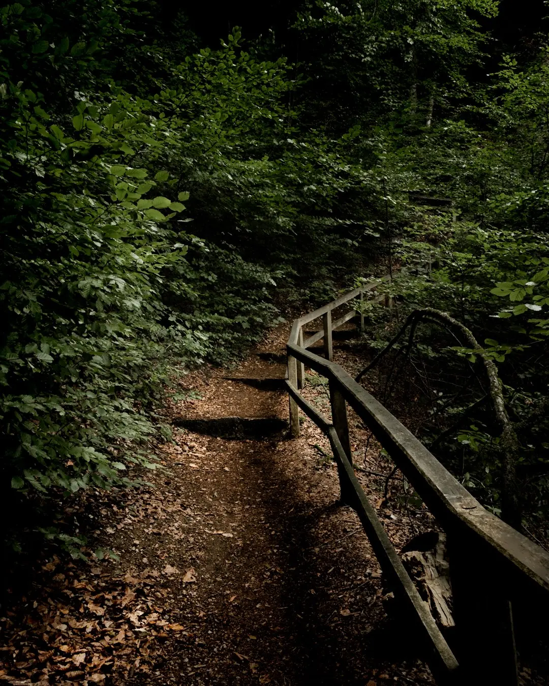 Ein schöner Pfad durch den Wald - inkl. führender Linien