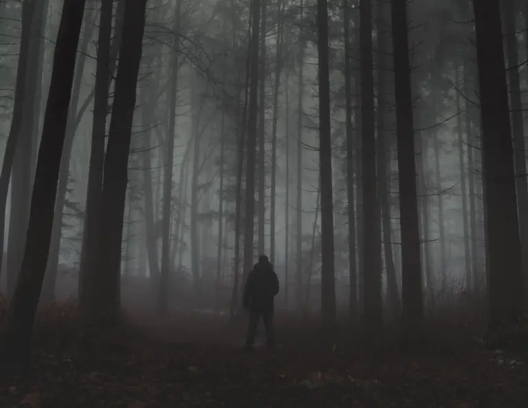Fotografie im Wald – Wie du Ordnung in das Chaos bringst