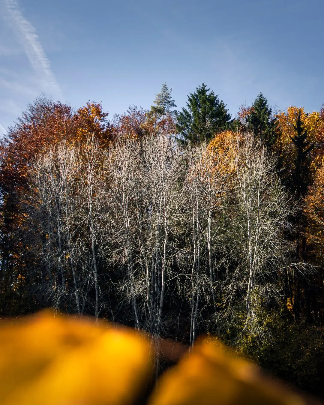Baumkronen in verschiednen Farben vor einem blauen Himmel - so geht Waldfotografie