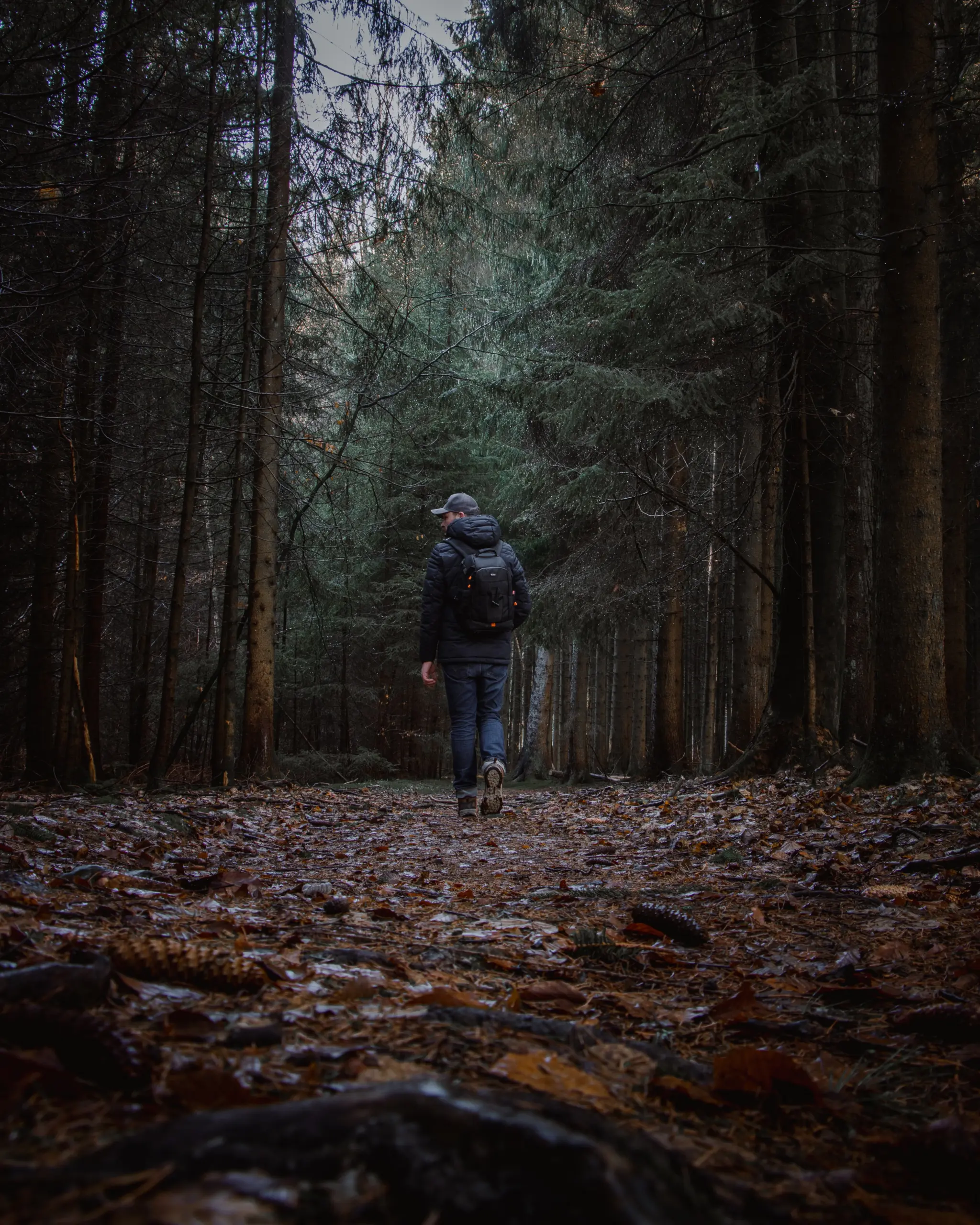 Mit der Kamera durch den Wald streifen