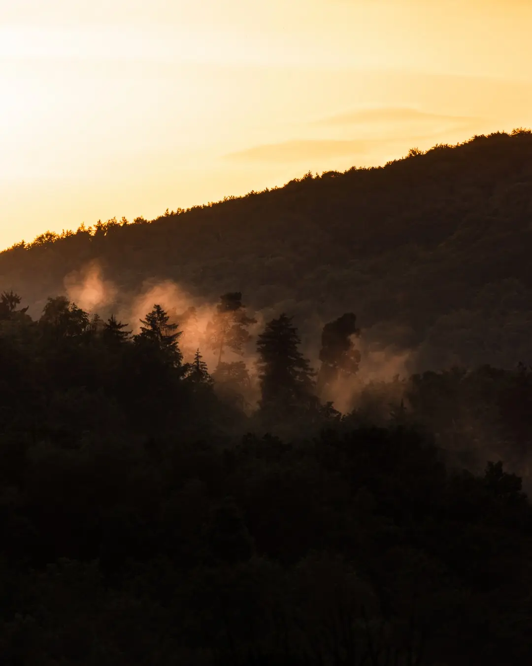 Fotografieren in der Natur - Die Goldene Stunde nach dem Regen - Dunst steigt aus den Bäumen auf